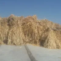 کاه با جو خورد نشده