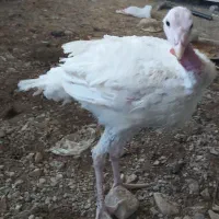 بوقلمون،مرغ و خروس،