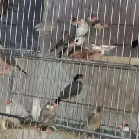 فنچ زبرا و مرغ عشق فروشی داری