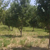 باغ-گیلاس-در-روستای-حیق