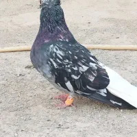 کبوتر دم سفید