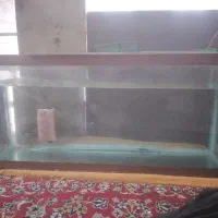 اکواریوم ماهی