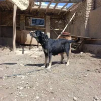 ماده پژدر درجه یک