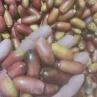 خرما کنک  ربی