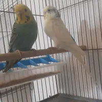 مرغ عشق جفت