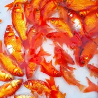 ماهی قرمز رنگ اتشی