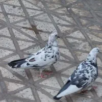 کفتر