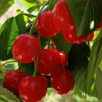 آلبالو تک  اسرائیلی کوردستان