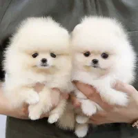 پامرانین|سگ|تهران, پاسداران|دیوار