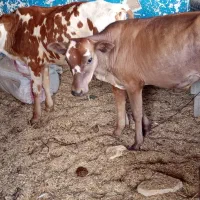 گوساله