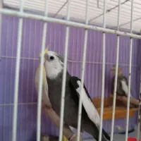جفت عروس هلندی و جوجه