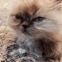 بچه گربه هیمالین