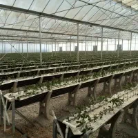 گلخانه ۳۰۰۰|عمدهفروشی|تهران, پاسداران|دیوار