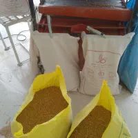 ..‌‌‌‌گندم دیم بجاری