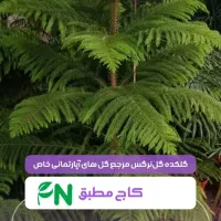 گل‌ مطبق سبز در گلکده گل‌نرگس