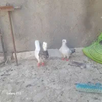 ۲۴ عدد کبوتر رنگه هوای خوشکل نر