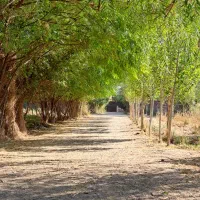 باغچه-4دیواری