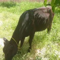 گوساله ۸ ماهه محلی ماده بالای ۱۵۰ کیلو