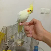 عروس هلندی جفت