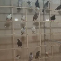 44کفتر بوم