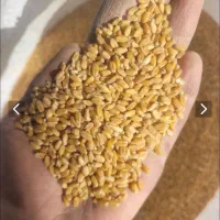 گندم درشت بذری اهواز