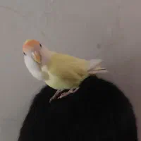 طوطی کوتوله