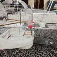 قفس پرنده