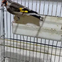 سهره ماده