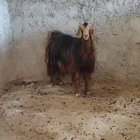 فروش بز کهره دار شیری