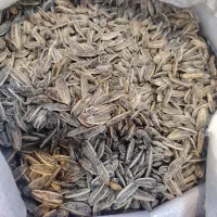 تخمه کانادایی (چکی)