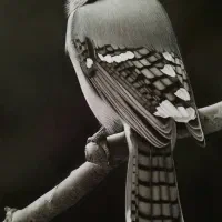 آموزش نقاشی حرفه ای