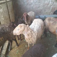 گوسفند زایده