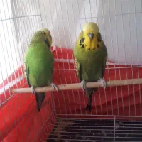 مرغ عشق انگلیسی گرید A