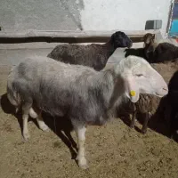 قوچ