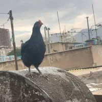 نیمچه 70 روزه نژاد گلپایگانی