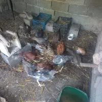جوجه محلی