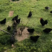 مرغ و خروس استرالوپ