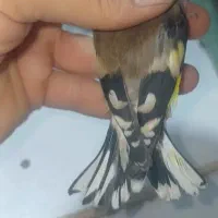 ماده سهره کرم رنگ