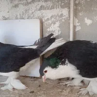 کبوتر پلاس لاهور