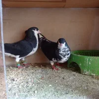 کبوتر شهری یال