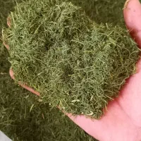 شوید خشک محلی عطری