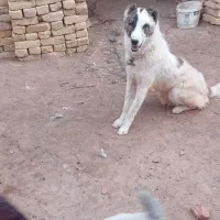 سگ گله|سگ|رشتخوار, |دیوار