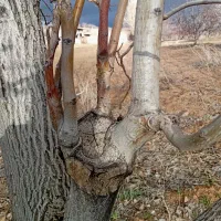 علف زنی و پاکسازی باغات پیوند گردو