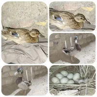 اردک وحشی