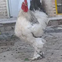 خروس برهما