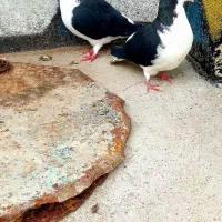 جوت شیخی آلرام
