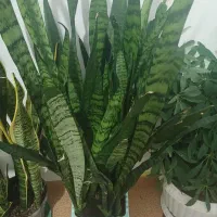 گل های خانگی زیبا
