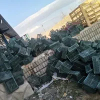 خریدار انواع سبد میوه 32هزار