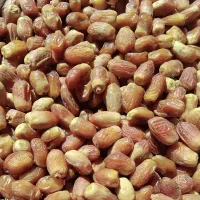 خرمای زاهدی درجه 1