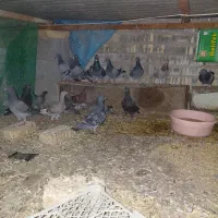 کبوتر